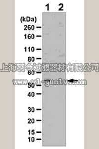 merck millipore,默克密理博,ABS39,Anti-phospho-PACSIN1/Syndapin 1 (Ser346) Antibody,ABS39