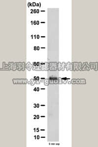 merck millipore,默克密理博,ABS40,Anti-PTP-1B Antibody