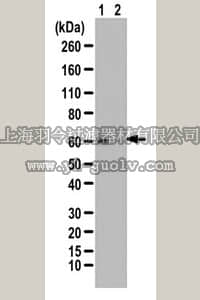 merck millipore,默克密理博,ABS431,Anti-phospho-P70S6K (Thr470) Antibody