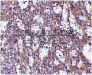 merck millipore,默克密理博,ABS433,Anti-IL-32 Antibody