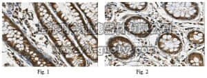 merck millipore,默克密理博,ABS434,Anti-ApoA4 Antibody
