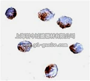 merck millipore,默克密理博,ABS435,Anti-GNPDA2 Antibody merck millipore,默克密理博,ABS435,Anti-GNPDA2 Antibody