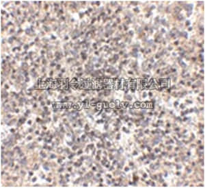 merck millipore,默克密理博,ABS437,Anti-RSPO1 Antibody