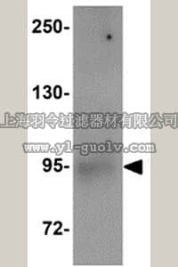 merck millipore,默克密理博,ABS438,Anti-ZBED1 Antibody