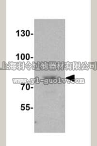 merck millipore,默克密理博,ABS441,Anti-Fat Free Antibody