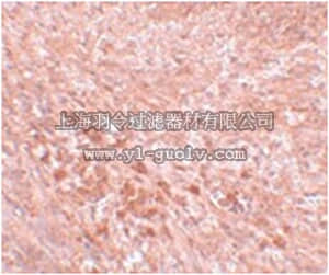 merck millipore,默克密理博,ABS442,Anti-LZTR2 Antibody