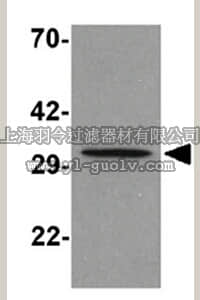 merck millipore,默克密理博,ABS443,Anti-ApoA5 Antibody