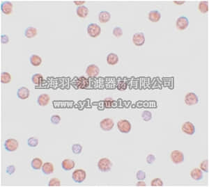 merck millipore,默克密理博,ABS444,Anti-PLAC3 Antibody