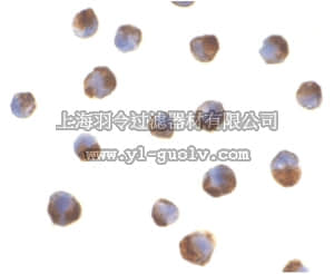 merck millipore,默克密理博,ABS445,Anti-Caspase-5 Antibody