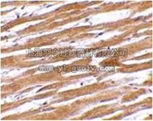 merck millipore,默克密理博,ABS446,Anti-GPVI Antibody