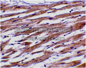 merck millipore,默克密理博,ABS449,Anti-UNG1 Antibody
