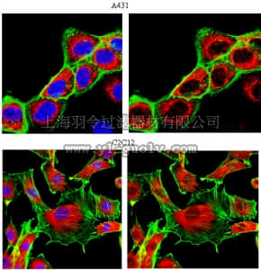 merck millipore,默克密理博,ABS44,Anti-MAPK 1/2 Antibody