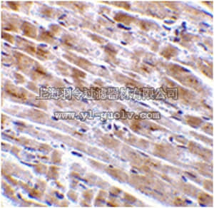 merck millipore,默克密理博,ABS451,Anti-CTRP3 Antibody