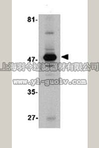 merck millipore,默克密理博,ABS454,Anti-Aldh3A1 Antibody