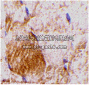 merck millipore,默克密理博,ABS455,Anti-IL-31 Antibody