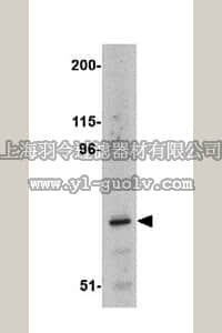 merck millipore,默克密理博,ABS457,Anti-ASAH2 Antibody