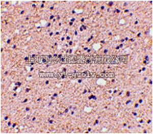 merck millipore,默克密理博,ABS458,Anti-ELOVL6 Antibody