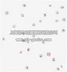 merck millipore,默克密理博,ABS459,Anti-USP10 Antibody