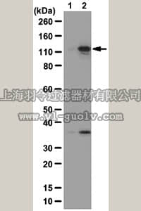 merck millipore,默克密理博,ABS45,Anti-phospho-MYPT1 (Thr696) Antibody