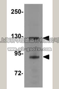 merck millipore,默克密理博,ABS462,Anti-JMJD2B Antibody