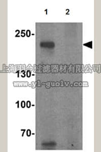 merck millipore,默克密理博,ABS463,Anti-TET3 Antibody