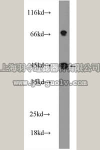 merck millipore,默克密理博,ABS464,Anti-WNT3 Antibody