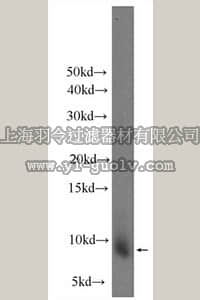merck millipore,默克密理博,ABS465,Anti-CXCL13 Antibody