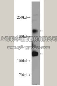 merck millipore,默克密理博,ABS467,Anti-MAGI Antibody1