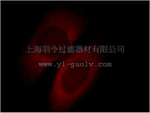 merck millipore,默克密理博,ABS468,Anti-APOL1 Antibody