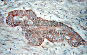 merck millipore,默克密理博,ABS471,Anti-PDHX Antibody