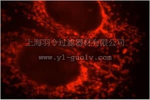merck millipore,默克密理博,ABS472,Anti-ETFB Antibody