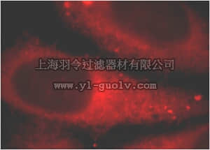 merck millipore,默克密理博,ABS473,Anti-SCARB1 Antibody