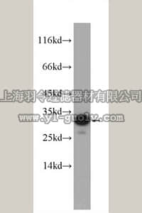 merck millipore,默克密理博,ABS474,Anti-PYCR2 Antibody