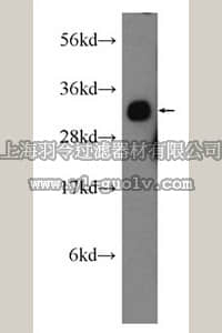 merck millipore,默克密理博,ABS479,Anti-STAR Antibody