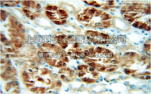 merck millipore,默克密理博,ABS480,Anti-RGN Antibody