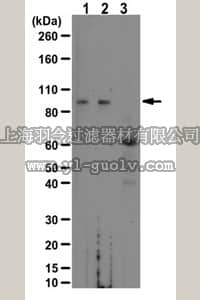 merck millipore,默克密理博,ABS481,Anti-phospho Beta Catenin (Ser675) Antibody