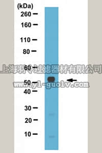 merck millipore,默克密理博,ABS482,Anti-Perilipin-3, C-terminus Antibody