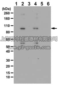 merck millipore,默克密理博,ABS484,Anti-phospho-Beta Catenin Antibody (Thr556)