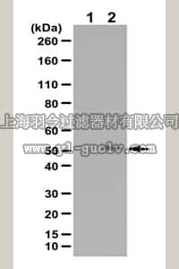 merck millipore,默克密理博,ABS48,Anti-phospho-SMAD3 (Ser213) Antibody