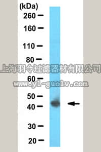merck millipore,默克密理博,ABS491,Anti-ACOT7 Antibody