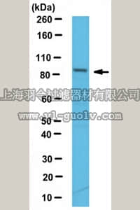 merck millipore,默克密理博,ABS500,Anti-CDT2 Antibody