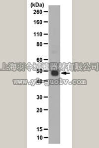 merck millipore,默克密理博,ABS508,Anti-Flotillin-2 Antibody