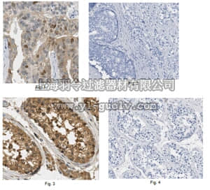 merck millipore,默克密理博,ABS511,Anti-Securin Antibody