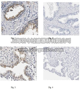 merck millipore,默克密理博,ABS518,Anti-SLC5A3 Antibody