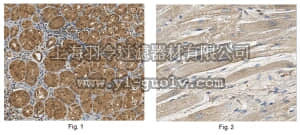 merck millipore,默克密理博,ABS519,Anti-C1QA Antibody
