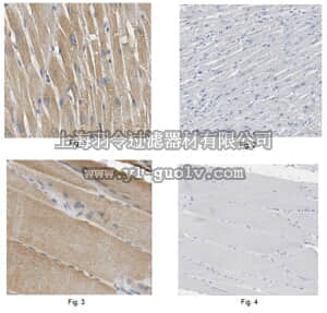 merck millipore,默克密理博,ABS523,Anti-Lipin-1 Antibody