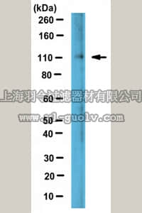 merck millipore,默克密理博,ABS524,Anti-Lipin-2 Antibody