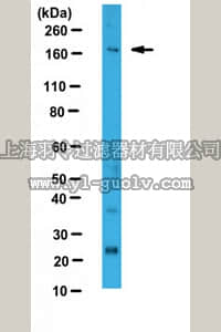 merck millipore,默克密理博,ABS526,Anti-Perilipin-4, N-term Antibody