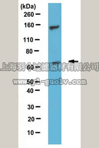 merck millipore,默克密理博,ABS527,Anti-Sphk2, C-term Antibody
