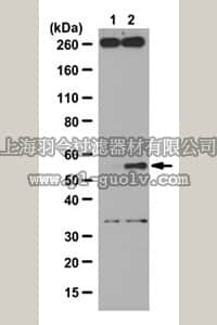merck millipore,默克密理博,ABS52,Anti-phospho-SMAD1 (Ser206) Antibody